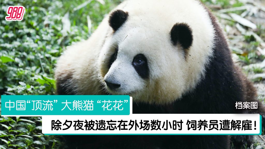 谭爷爷除夕夜带“假花花”上春晚 “真花花”却被关在基地外场数小时！ – 988