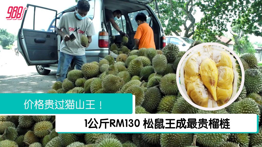 “贵族级”松鼠王爆红 成最贵榴梿！ – 988